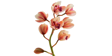 HSBC GIF Asia ex Japan Equity