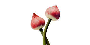 HSBC GIF Asia ex Japan Equity Smaller Companies