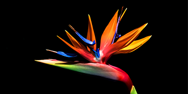 Global Emerging Markets Corporate Sustainable Bond 